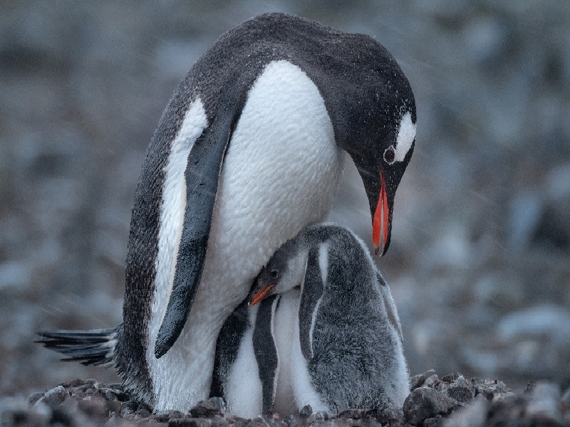 试管期间吃了瓜子,泰国试管被骗经历